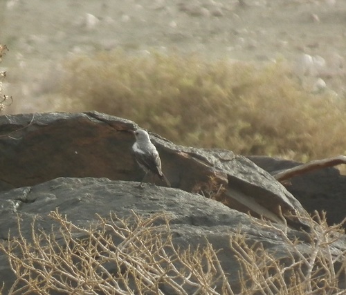Mountain Chat (Myrmecocichla monticola), photo 6