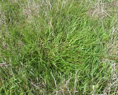Carex harfordii
