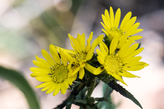 Grindelia lanceolata