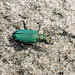 Calomera chloris - Photo (c) Subhajit Roy,  זכויות יוצרים חלקיות (CC BY-NC-ND), הועלה על ידי Subhajit Roy