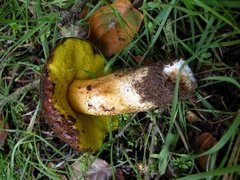 Aureoboletus citriniporus