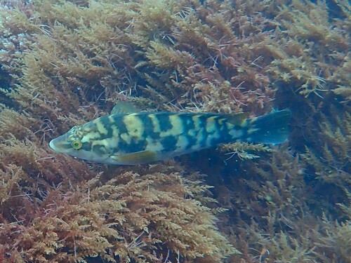 Ballan Wrasse