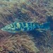 Ballan wrasse