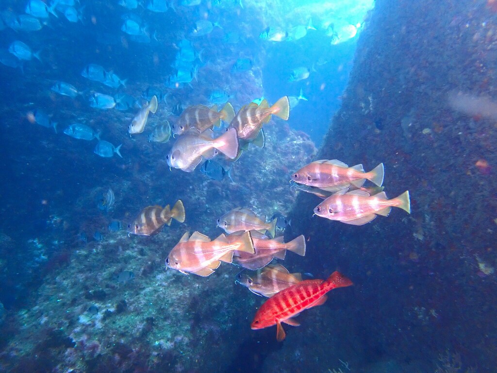 Foto de Faneca (Trisopterus luscus)