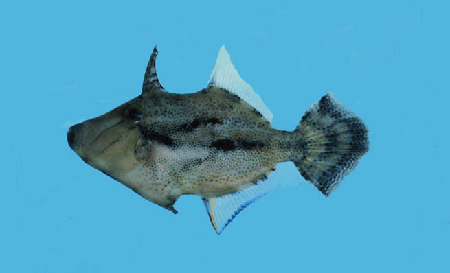 Wedgetail Filefish