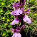 Orchis spitzelii nitidifolia - Photo (c) Marco Grandis, algunos derechos reservados (CC BY-NC), subido por Marco Grandis