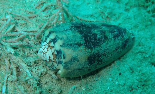 Conus striatus