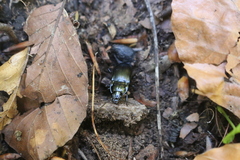 Abax ovalis