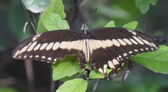 Heraclides ornythion