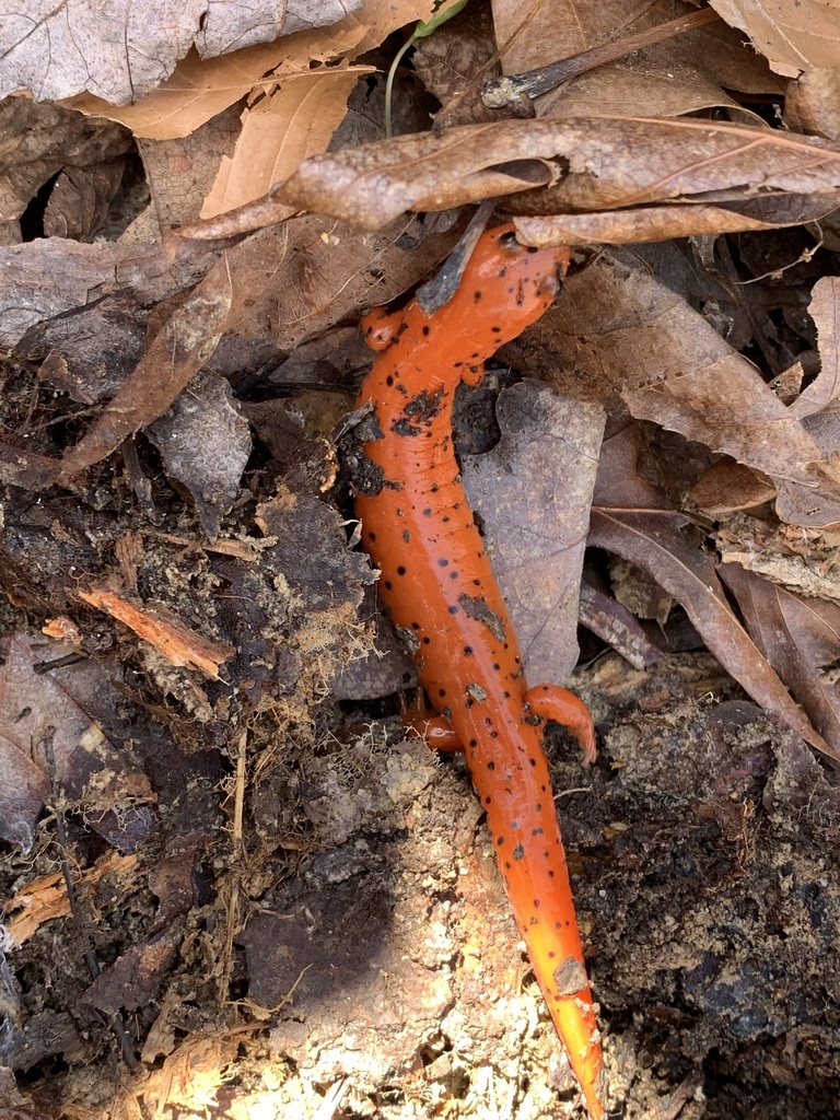 Central Red Salamander