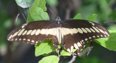 Heraclides ornythion