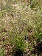 Themeda triandra