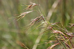 Themeda triandra