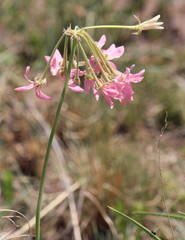 Pelargonium luridum