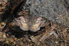 Potamanaxas laoma