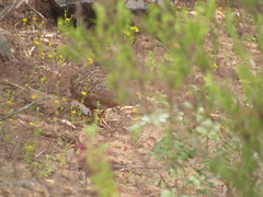 Nothoprocta perdicaria