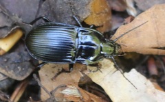 Abax ovalis