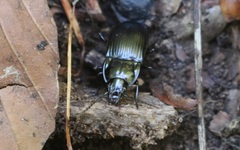 Abax ovalis