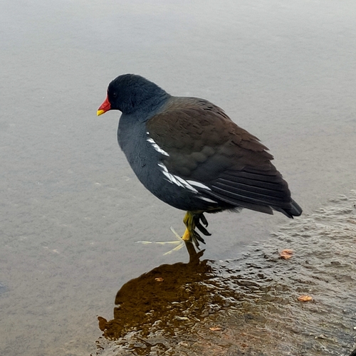 Gallinule poule-d'eau