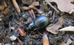 Abax ovalis