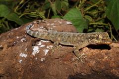 Phyllodactylus tuberculosus