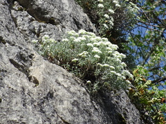 Hormathophylla saxigena, photograph Thomas Koffel, CC BY, iNaturalist via GBIF