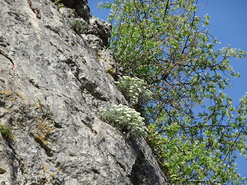 Hormathophylla saxigena, photograph 6