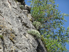 Hormathophylla saxigena, photograph Thomas Koffel, CC BY, iNaturalist via GBIF