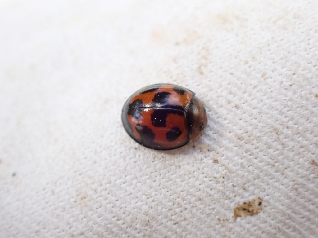 Exochomus ericae