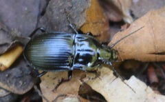 Abax ovalis