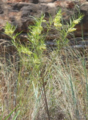 Gomphocarpus fruticosus