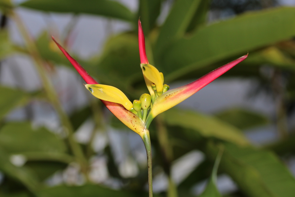 Heliconia hirsuta