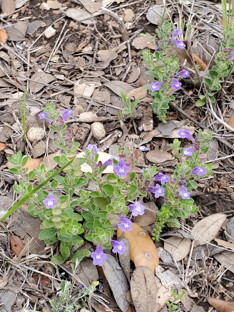 Drummond's skullcap from Junction, TX 76849, USA on April 9, 2023 at 02 ...