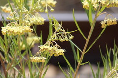 Gomphocarpus fruticosus