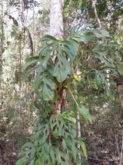 Monstera adansonii image