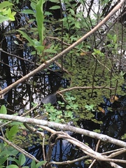 Pseudemys peninsularis