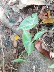 Passiflora megacoriacea image