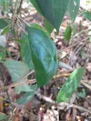 Passiflora megacoriacea image