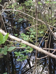 Pseudemys peninsularis