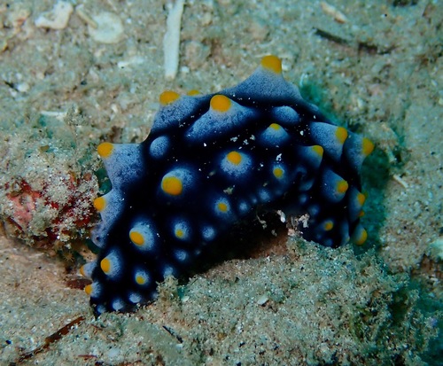 Phyllidia carlsonhoffi
