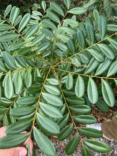 Simarouba glauca - Leaves
