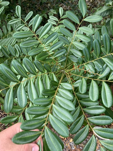 Simarouba glauca - Whole tree