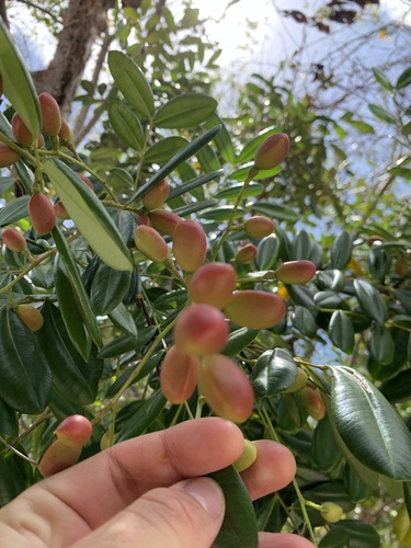 Simarouba glauca - Leaves