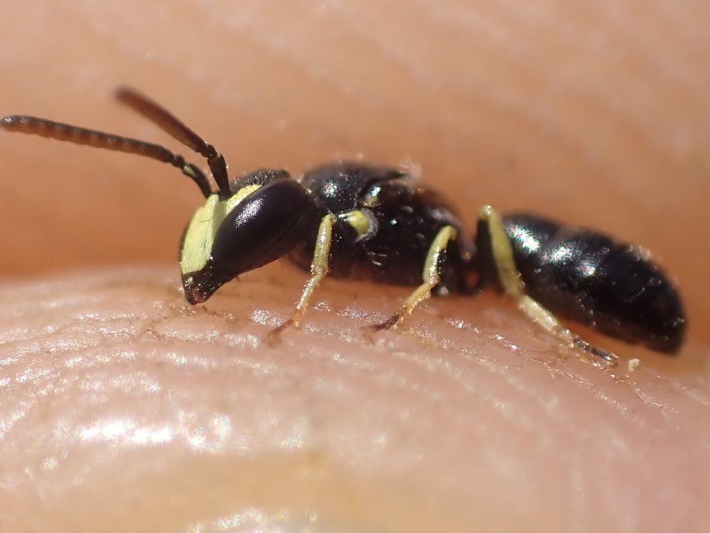 Hylaeus taeniolatus