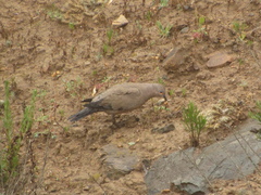 Metriopelia melanoptera