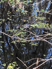 Pseudemys peninsularis