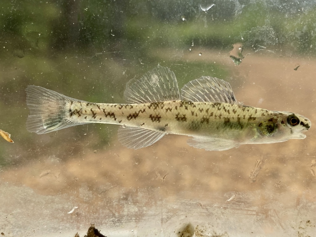 bluntnose darter from Adair Rd, Carthage, AR, US on April 9, 2023 at 09 ...