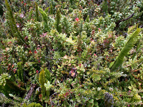 Lysimachia hillebrandii