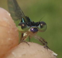 Agriocnemis gratiosa