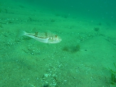 Torquigener pleurogramma